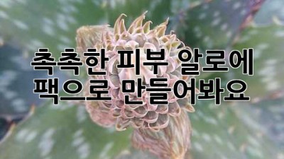 촉촉한 피부, 알로에 팩으로 만들어봐요!